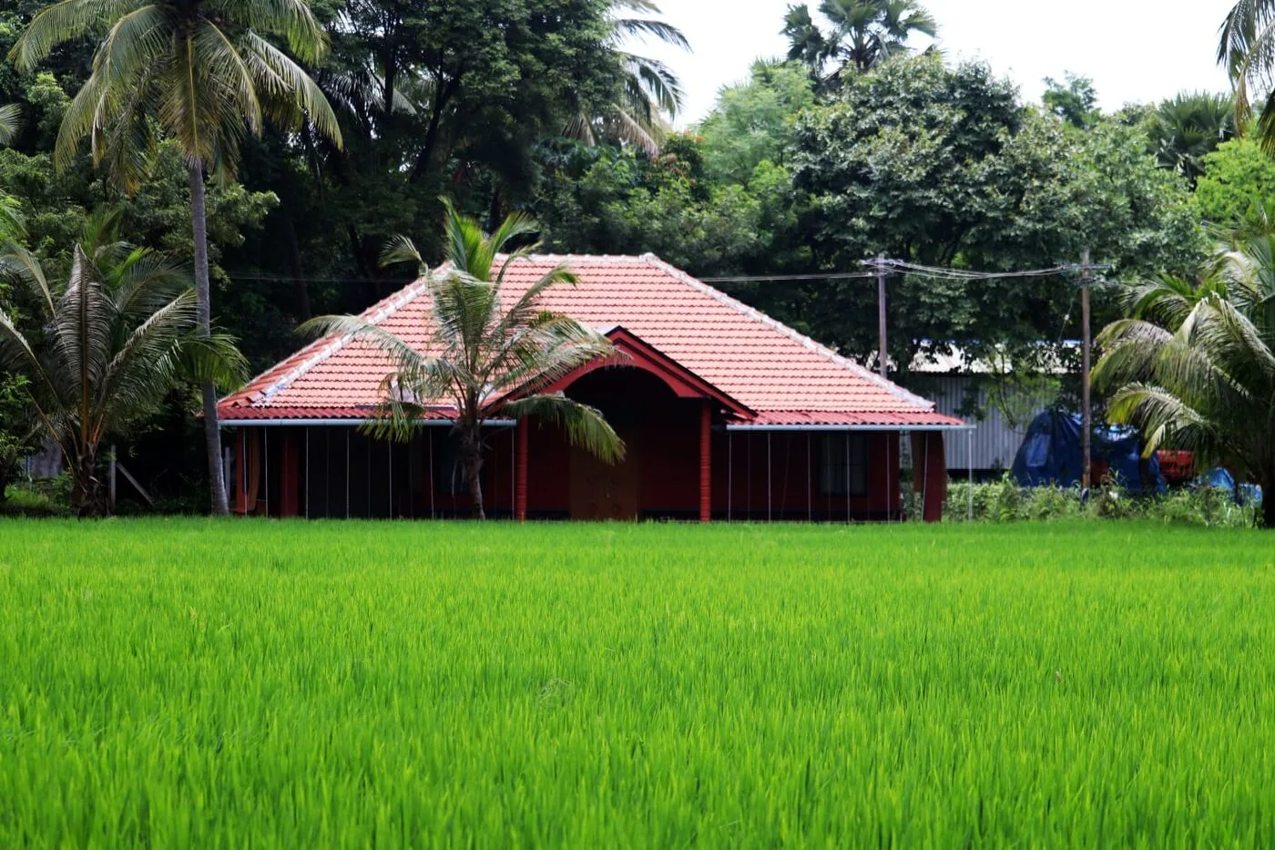 Farm residence among paddy fields