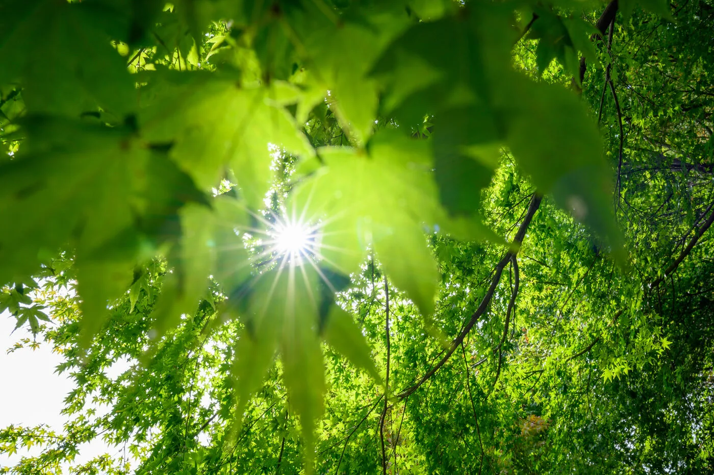 Sunlight through green leaves
